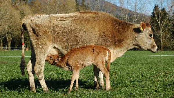 Unleashing the Power of Bovine Colostrum: Why Activastic’s Colostrum Powder Is Your New Go-To