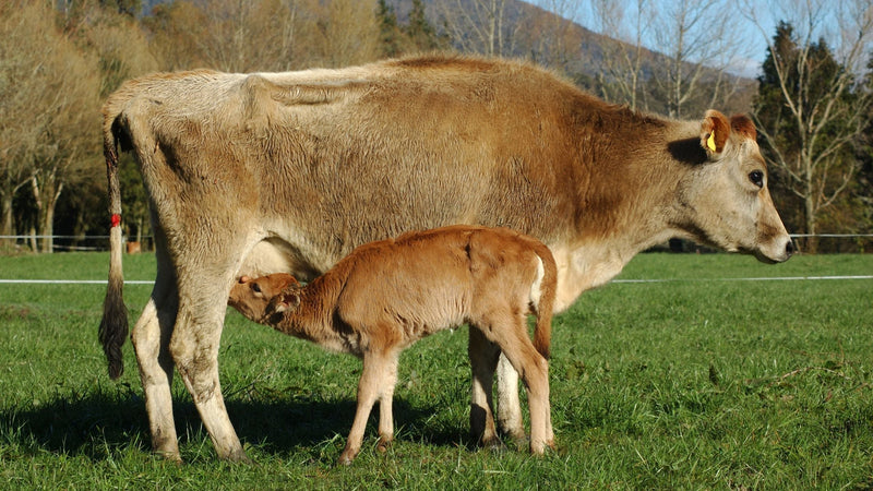 Unleashing the Power of Bovine Colostrum: Why Activastic’s Colostrum Powder Is Your New Go-To